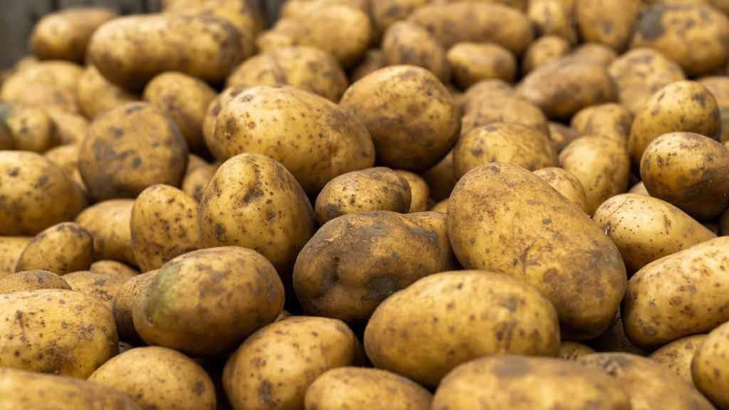 Frutteo - Patate ARIZONA 20 KG, Pasta e Buccia Gialla, Coltivate in Sicilia, Alta Qualità dal Produttore al Consumatore, Ideali per Cucina, Fritture e Ricette Tradizionali