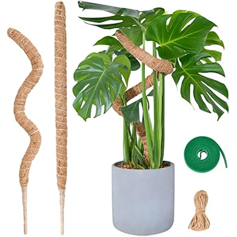 Tuteur Monstera SproutMaven 60cm Cover