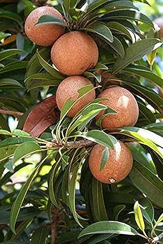 GREEN COLLECTION Live Fruit Plant Sapota Chikoo Dwarf Rare Hybrid - Grafted Sweet Pouteria Thai All Season Garden Plant(1 Healthy Live Plant)