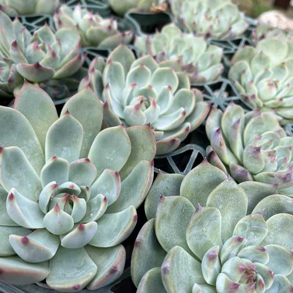 Amazon.co.jp: 多肉植物 チワワエンシス チワワ 苗 多肉 エケベリア