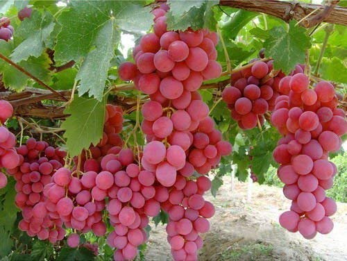 Mphmi Live Plant Nursery NCR Live Plant Grape Fruit Ruby Roman Type Grapes Plants Crisp Tangy Crispy (1 Healthy Plant)