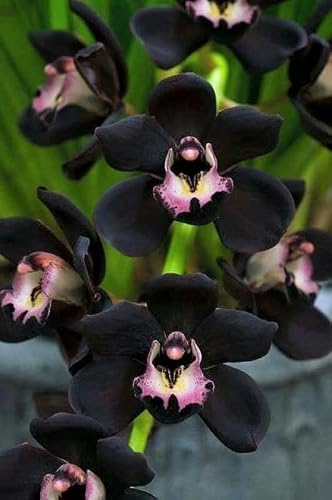 New 100pcs phalaenopsis Orchid Flower Seeds Black Generic