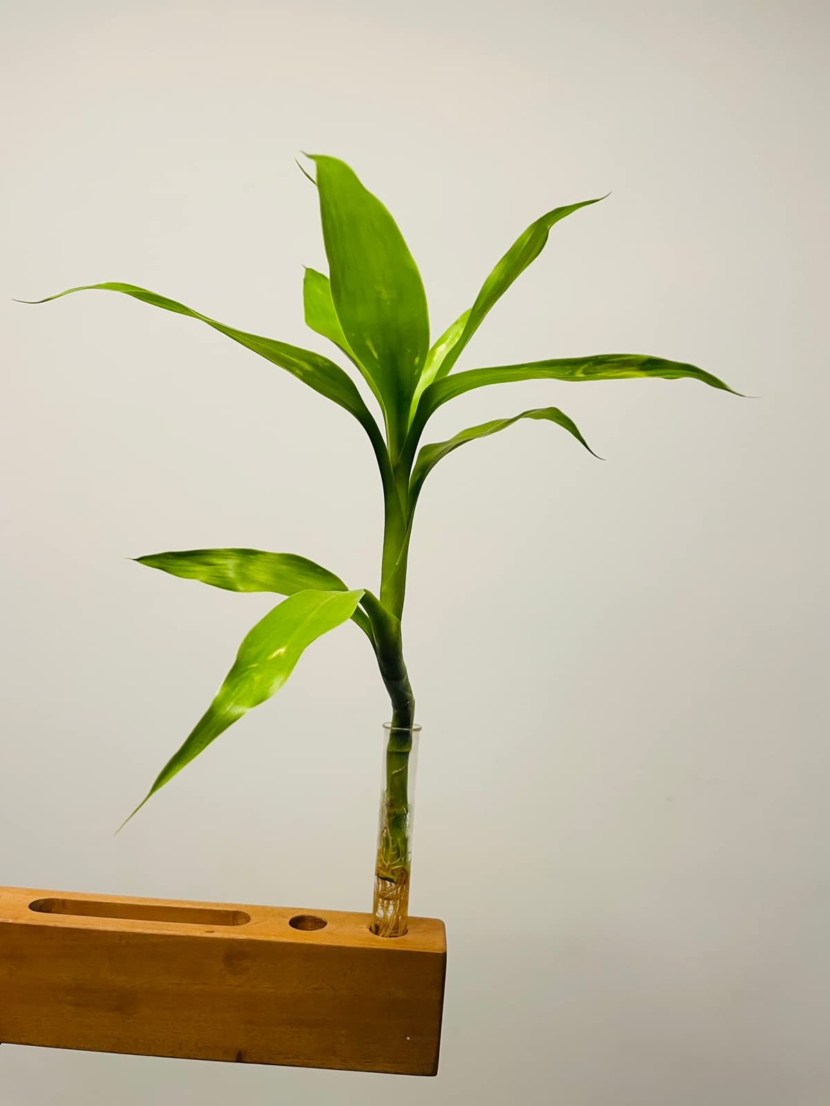 Feng ShuiLucky Bamboo Green Live Plant Water Friendly Indoor Decor For Home And Office (B0BS697665) Amazon Price History, Amazon Price Tracker