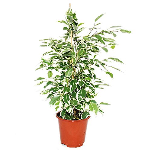 Exotenherz - Ficus benjamini 'Twilight', Birkenfeige 14cm