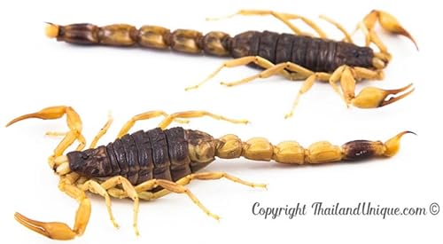 Miniatura 2 de Thailand Unique Armortail Scorpions Bag - 2 piezas de insectos comestibles para consumo humano, superalimento saludable