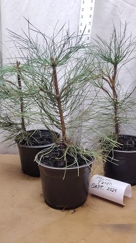 Pacific Ponderosa Pine Tree pre Bonsai or Landscaping in Nursery
