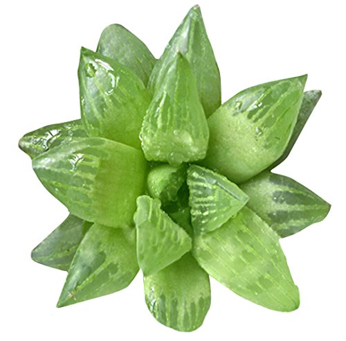 Futaba Haworthia Succulents Plant Seeds-100PCS-image-24