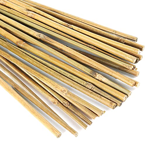 Top 10 Best Bamboo Stake Top Picks 2023 Reviews