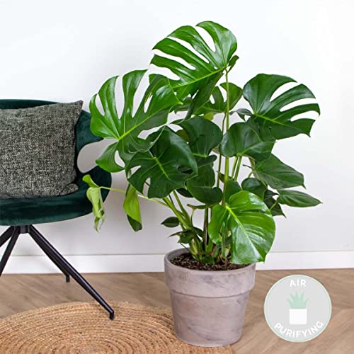 Monstera Deliciosa - Plante d'intérieur