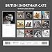 British Shorthair Cats 2026 Square Wall Calendar