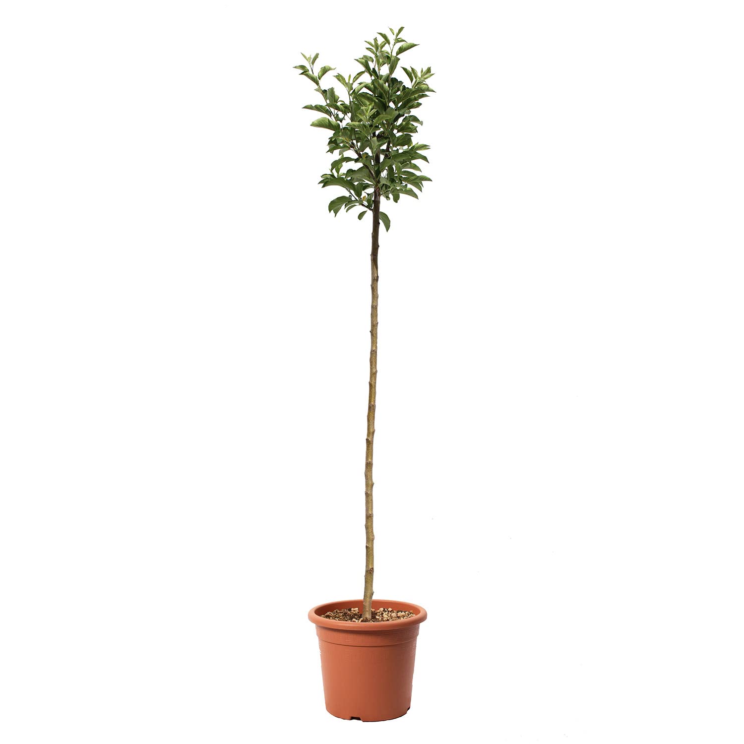 KENTIS – Apfelbaum Golden Delicious – Malus Domestica – Apfel Pflanzen – Echte Outdoor Pflanzen – Garten Obstbaum – Obstpflanzen – Topf Ø 24 cm