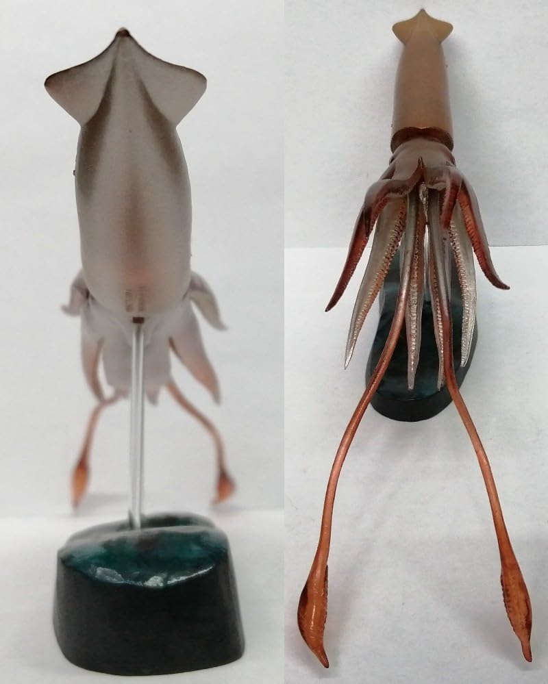 Amazon | ダイオウイカ 大王烏賊 大王イカ イカ 烏賊 GIANT SQUID
