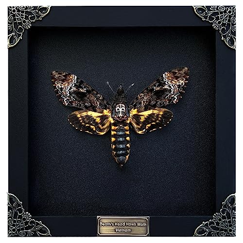 Real Death Head Moth Black Skull Insect Art Acherontia Butterfly Entomology Shadow Box Insect Oddity Skull Curiosities Unique Taxidermy Collectables Wall Art Home Decor Gallery K18-01-DE