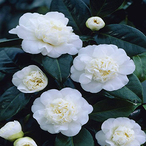 Camellia japonica white - 1 shrub