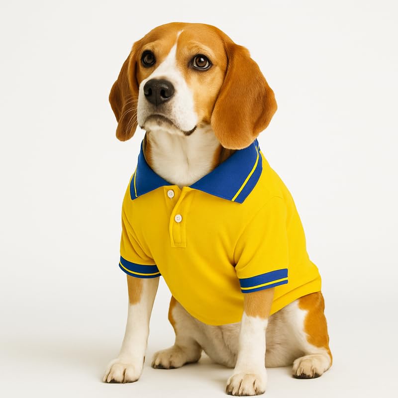 Image of Thunder Tails Premium Cotton Polo Dog T-Shirt | for Small Dogs & Puppies |Yellow-Royal| Large | for Pugs, Lhasa Apso, Poodle, Dachshund & Pomerian
