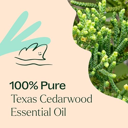 Aceite Esencial Cedarwood Texas 30 mL Puro y Sin Diluir miniatura 5