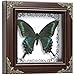 TOHTOFN Real Papilio maackii Butterfly Preserved Framed - 6.8x6.8 Inch Handcrafted Insect Specimen Shadow Box, Forest Green Queen Butterfly Gothic Home Decor for Christmas Halloween Birthday Gifts