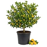 Calamansi Kalamansi Tree Live Plant, 2-2.5 Ft Tall, 3 Gallon Pot