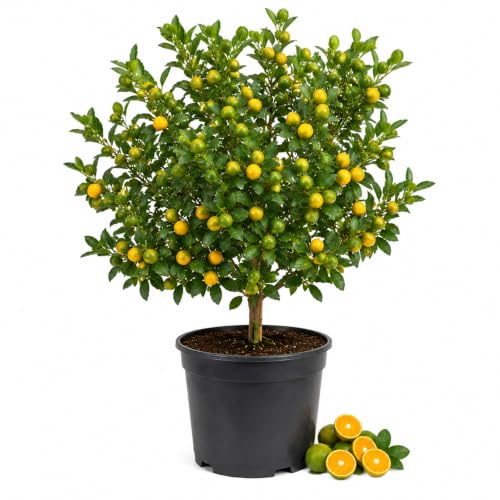 Calamansi Tree Live Plant Sour Citrus Tree for Outdoor Planting Calamondin Tropical Plant 2-2.5 Ft Tall in 3 Gallon Pot
