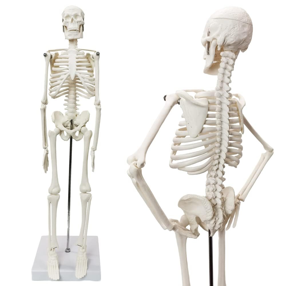45 cm Hoch Menschliches Skelett Modell für Anatomie,Menschliches Körpermodell,Ganzkörper mit beweglichen Armen, Beinknochenstrukturen, Ganze Wirbelsäulenrippen des Skelettmodells sind integriert