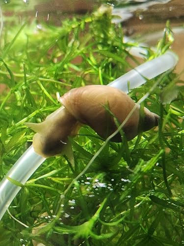 Generisch Yodaschnecke/Spitzschlammschnecke (10 Tiere)