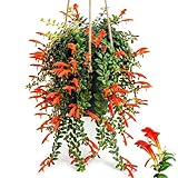 Trailing Goldfish Flowers Plants Live Houseplants, 4-6 Inch Tall, Long Leaf Golden Fish Plants, Flowering Trailing Plant Suitable for Gifts & Ideal for Home Interiors