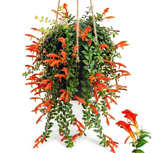 Trailing Goldfish Flowers Plants Live Houseplants 4-6 Inch Tall Long Leaf Golden Fish Plants Flowering Trailing Plant Suitable for Gifts & Ideal for Home Interiors
