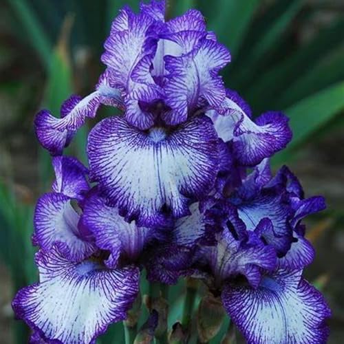 Iris Bulbs for Planting Now UK,Plant Bulbs,Cut Flowers,Garden Flowers,Iris Bulbs,Wedding Flowers,Hardy Perennial,Strong Plants That Grow Well-4Bulbs-D