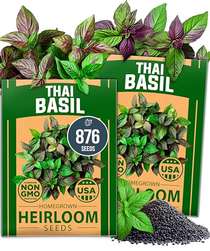 Image of HOME GROWN Thai Basil Seeds Pack - 876 High Germination Heirloom Herb Seeds for Planting,Ideal for Growing Fresh Basil Planting Indoor or Outdoor(Ocimum basilicum VAR.thyrsiflora)