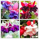 100 PCS Fuchsia Premium Seeds - White, Blue, Red, Perennial Heirloom Non-GMO Outdoor