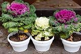 Flowering Kale Bright and Early Bicolor- 4 Well Rooted Live Plants