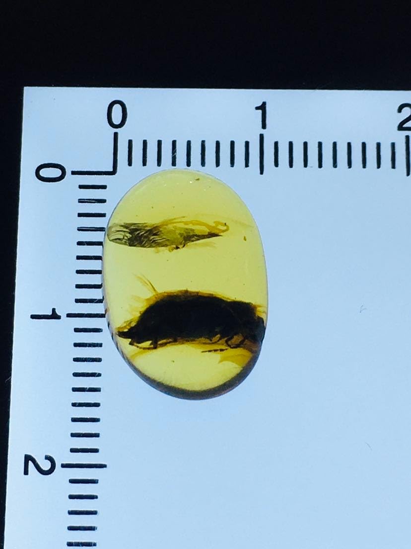 Burmese burmite Cretaceous Rare Beetle Insect Fossil Amber Myanmar