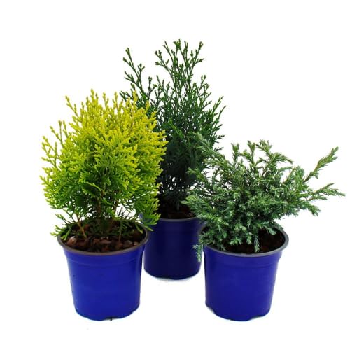 Zwerg-Koniferen-Set mit 3 Pflanzen - kleine Nadelgehölze für Beet und Balkon - im 10,5cm Topf