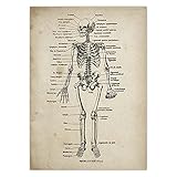 XIOFYA 1/6 stücke Anatomie Druck Poster Set Medizinisches Skelett Menschliches Körper Muskeln Vintage Poster Wissenschaft Bildung Wandkunst Bild Home Decoration