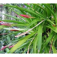Amazon｜【観葉植物／種子】Tillandsia sp Tecolitlan, Mexエア
