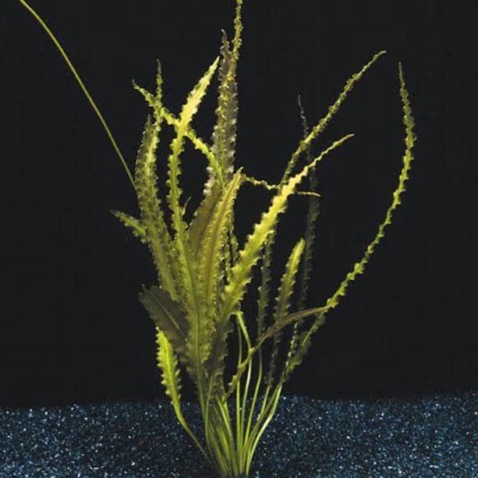 Aquarium live plant seeds/bulbs pack of 5 (aponogeton crispus) (B0B1X54RP6) Amazon Price History, Amazon Price Tracker