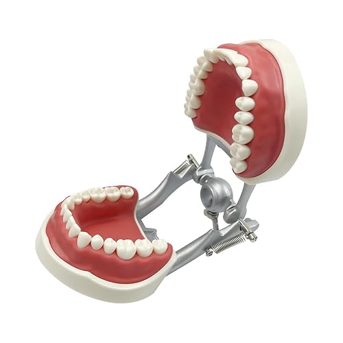 Miniatura 46 de 2 modelos de dientes estándar, modelo dental para adultos, modelo estándar de demostración de Typodont para niños, enseñanza dental, pantalla
