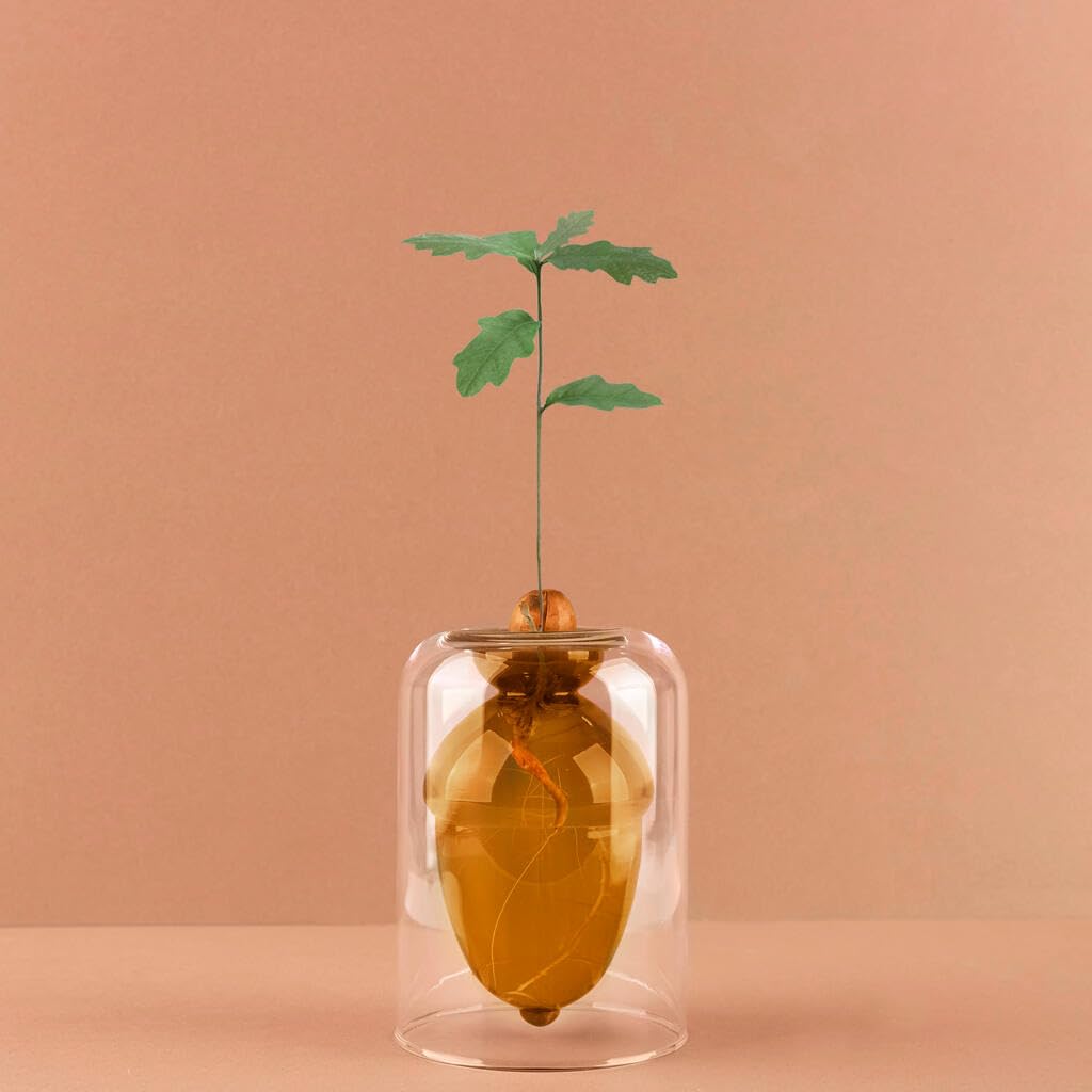Balvi Vase pour Germination Acorn Couleur Brun Faites Pousser Un chêne à partir d’Un Gland Verre 12cm