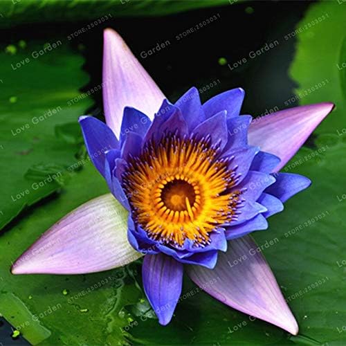 Fruit Seed - 5 Pcs Nymphaea Bonsai Lotus Caerulea Water Flower Pond Garden Decoration Plant (It is Seed not Plant) - by Abuldahi