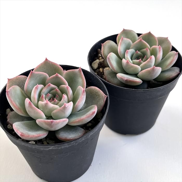 Amazon｜多肉植物 skエケベリア キャラリアン 多肉植物 エケベリア 7.5