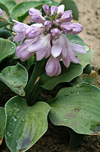 Bloomsz 10459 Blue Mouse Ears Hosta (1 Pack)