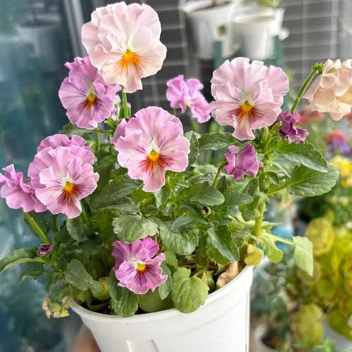 semillas de pensamiento resistentes - jardín primavera perenne 550pcs