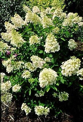 Unique Hydrangea Paniculata