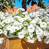 Semillas de petunia blanca colgantes - 200 piezas de semillas de flores de petunia (Petunia hybrida), semillas de flores aptas para abejas, plantas trepadoras, plantas exóticas resistentes, regal