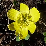 Blumenzwiebeln Eranthis hyemalis Winterlinge (50 Zwiebeln)