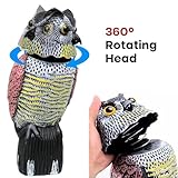 EDIESI B0GGZCPQYX lato 3