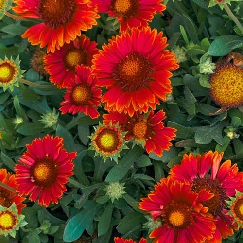 Clovers Garden Blanket Flower Arizona Red Shades (Gaillardia) Plants – Two (2) Live Plants – Non-GMO - Not Seeds - Each 4" to 8" Tall – in 4" Inch Pots – Hardy Flowering Perennial