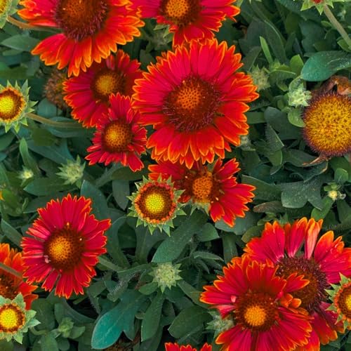 Clovers Garden Blanket Flower Arizona Red 2 Live Plants