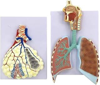 Human Respiratory System Model, Lung Segment Model, PVC Material, Computer Color Matching, for School Education Study, Teaching Tool