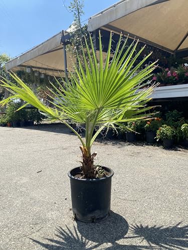Washingtonia (Palma americana), vaso 28 Cm - Pianta sempreverde